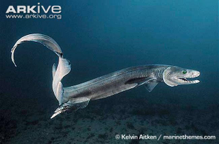 Illustration for article titled ODeck Shark Week: Deep Water Aliens